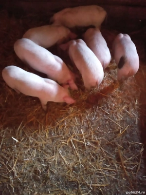 Purcei de vânzare   rasa Marele Alb