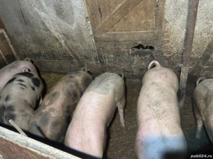 porci de vânzare  - imagine 2