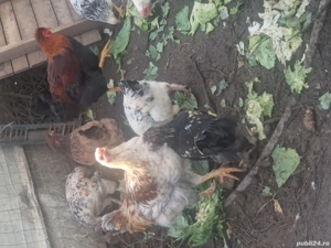 găinușe, cocoșei pui - imagine 4