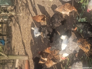 găinușe, cocoșei pui - imagine 5