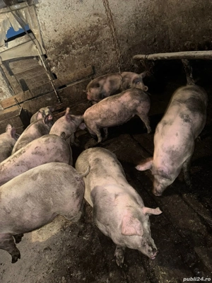 porci de vânzare  - imagine 3