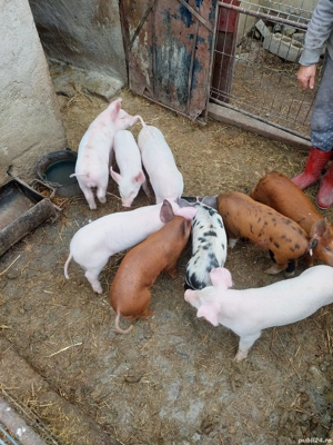 Purcei de vanzare - imagine 3