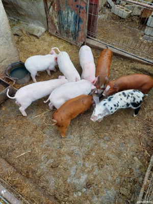 Purcei de vanzare - imagine 2