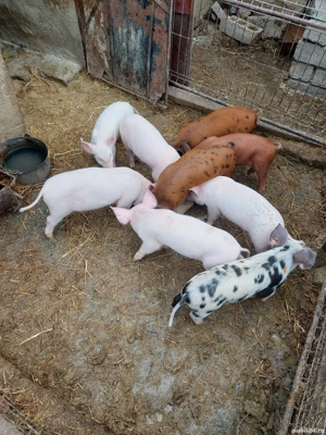 Purcei de vanzare - imagine 5