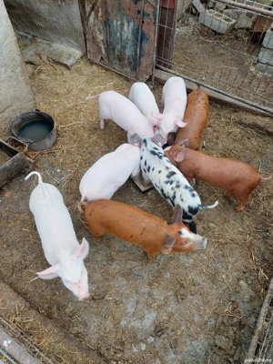 Purcei de vanzare - imagine 4