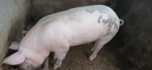 Purcea 120 kg   140 kg - imagine 5