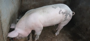 Purcea 120 kg   140 kg - imagine 3