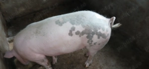 Purcea 120 kg   140 kg - imagine 4