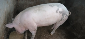 Purcea 120 kg   140 kg - imagine 2