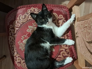 Ofer spre adoptie un pisoi