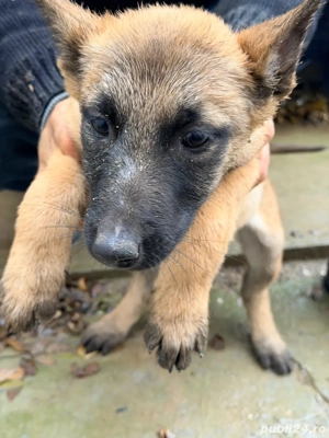 Catei belgieni malinois - imagine 2