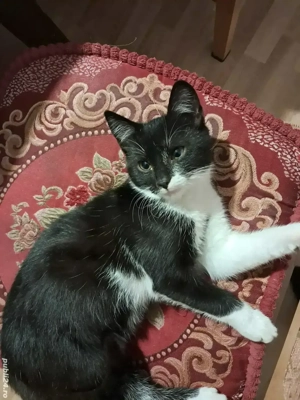 Ofer spre adoptie un pisoi - imagine 2
