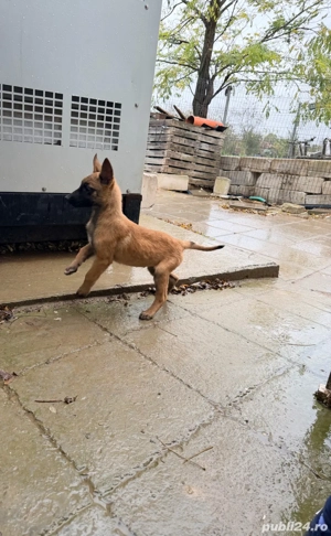 Catei belgieni malinois - imagine 4