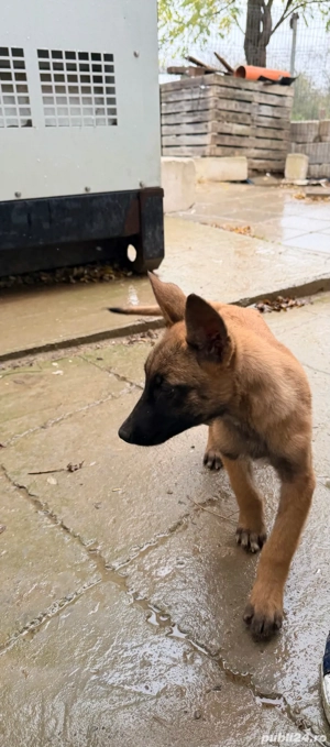 Catei belgieni malinois - imagine 5