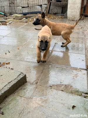 Catei belgieni malinois - imagine 3