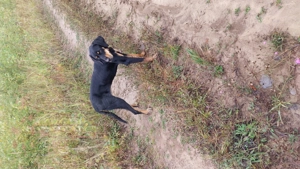  Disponibil femela copoi ardelenesc  - imagine 2