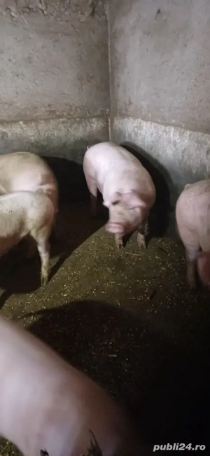 porci de carne  - imagine 2