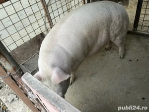 Porc de vanzare   - imagine 2