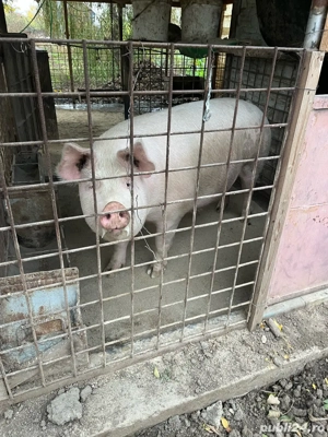 Porc de vanzare   - imagine 4