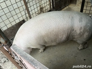 Porc de vanzare   - imagine 3