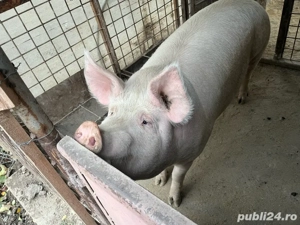 Porc de vanzare  