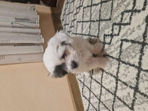 Bichon maltez jucăuș și iubitor