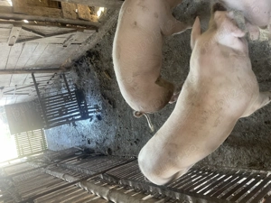 Porci de vânzare  - imagine 3