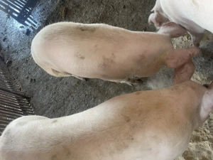 Porci de vânzare  - imagine 2