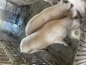 Porci de vânzare  - imagine 4