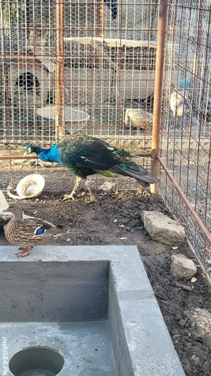 schimb păun matur umăr negru 