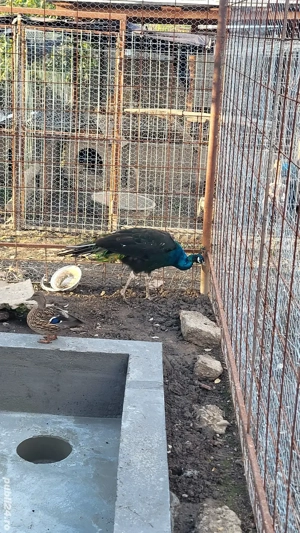 schimb păun matur umăr negru  - imagine 2