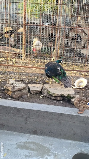 schimb păun matur umăr negru  - imagine 3