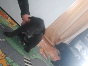 Cățeluși de donat 