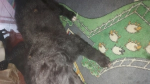 Cățeluși de donat  - imagine 3