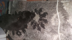 Cățeluși de donat  - imagine 2