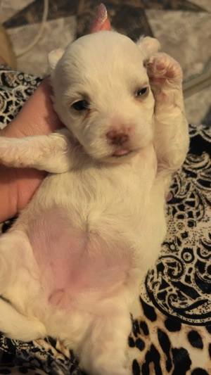 4 săptămâni fetița Bichon 