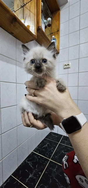 Pisici Ragdoll - imagine 2