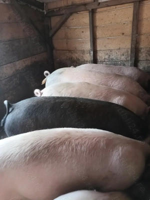 Vând porci Poplaca  - imagine 2