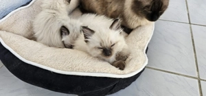 Pisici Ragdoll - imagine 3