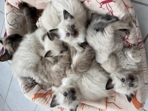 Pisici Ragdoll - imagine 5