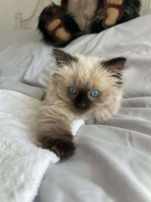 Pisici Ragdoll - imagine 4