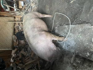 Vând porc belgian  - imagine 3