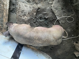 Vând porc belgian  - imagine 4