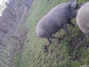 vand porci  - imagine 3