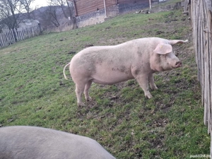 vand porci  - imagine 5