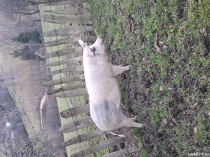 vand porci  - imagine 4