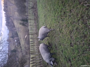 vand porci  - imagine 2