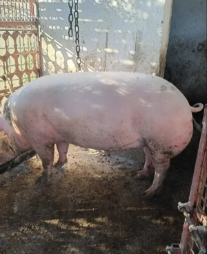 Vand porc 200kg - imagine 2