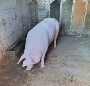 Vand porc 200kg