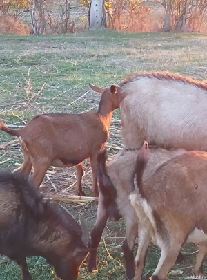 capre de vanzare - imagine 5